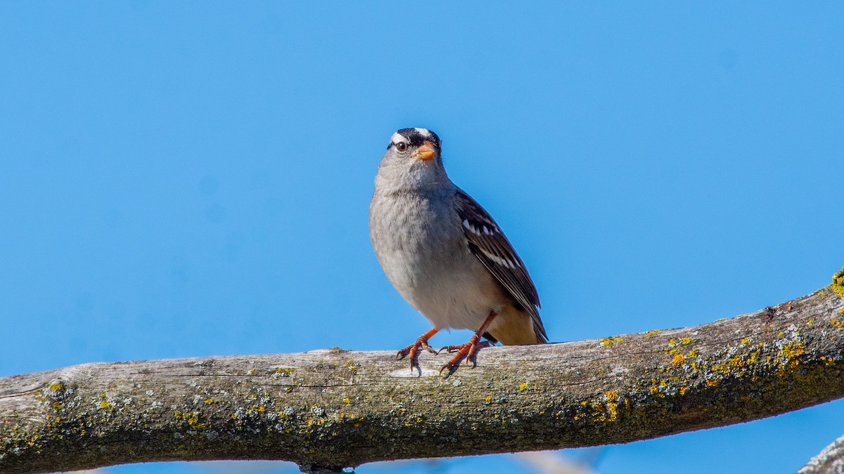 White-crowned Sparrow - Paul Clifford