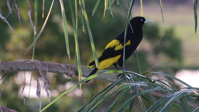 Yellow-rumped Cacique - ML269339361