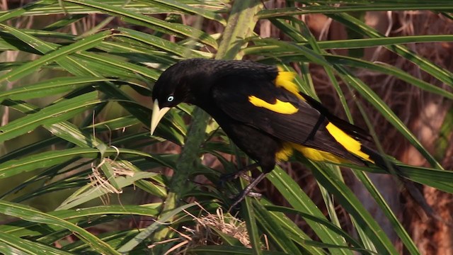 Yellow-rumped Cacique - ML269339611