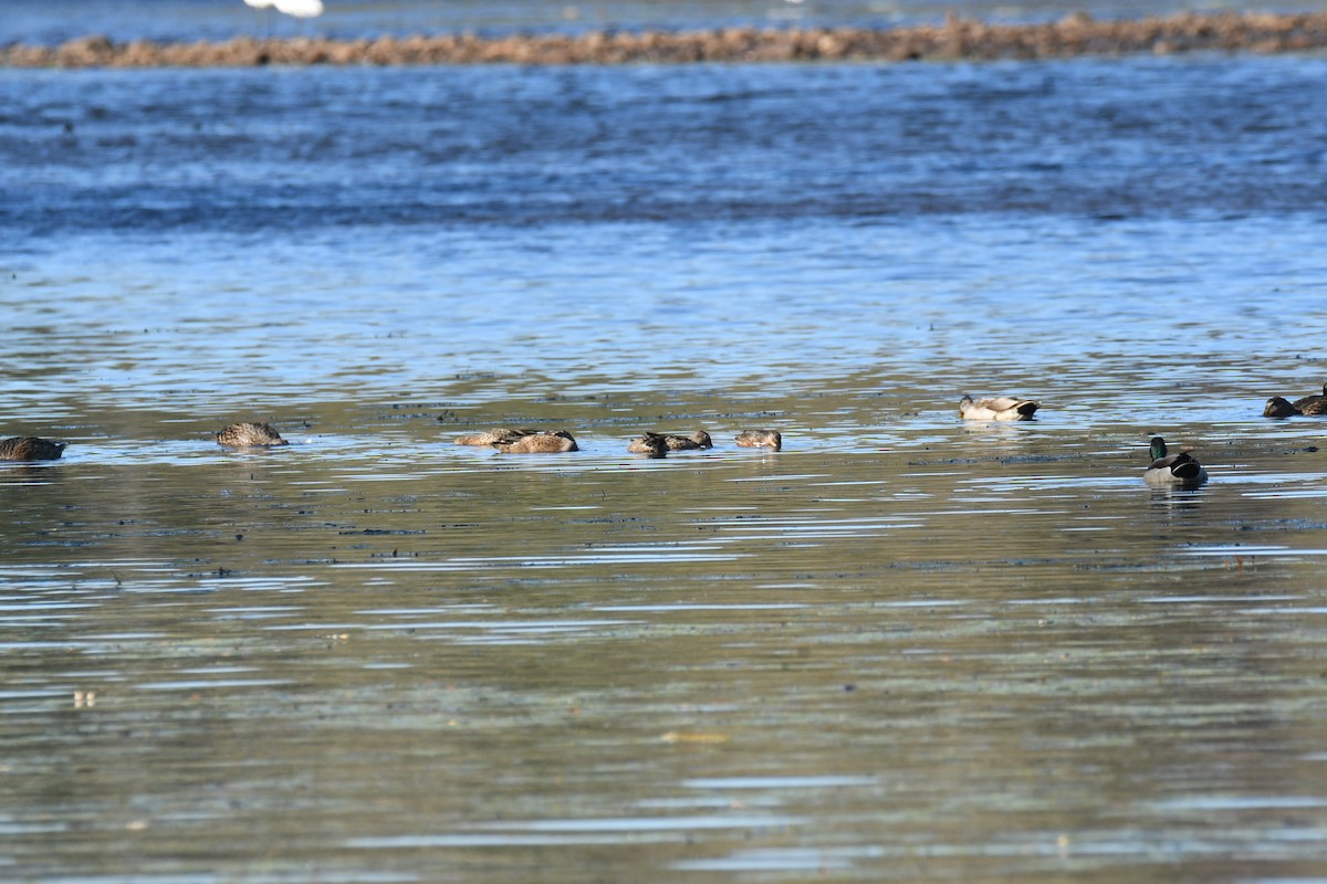 Blue-winged Teal - ML269347201