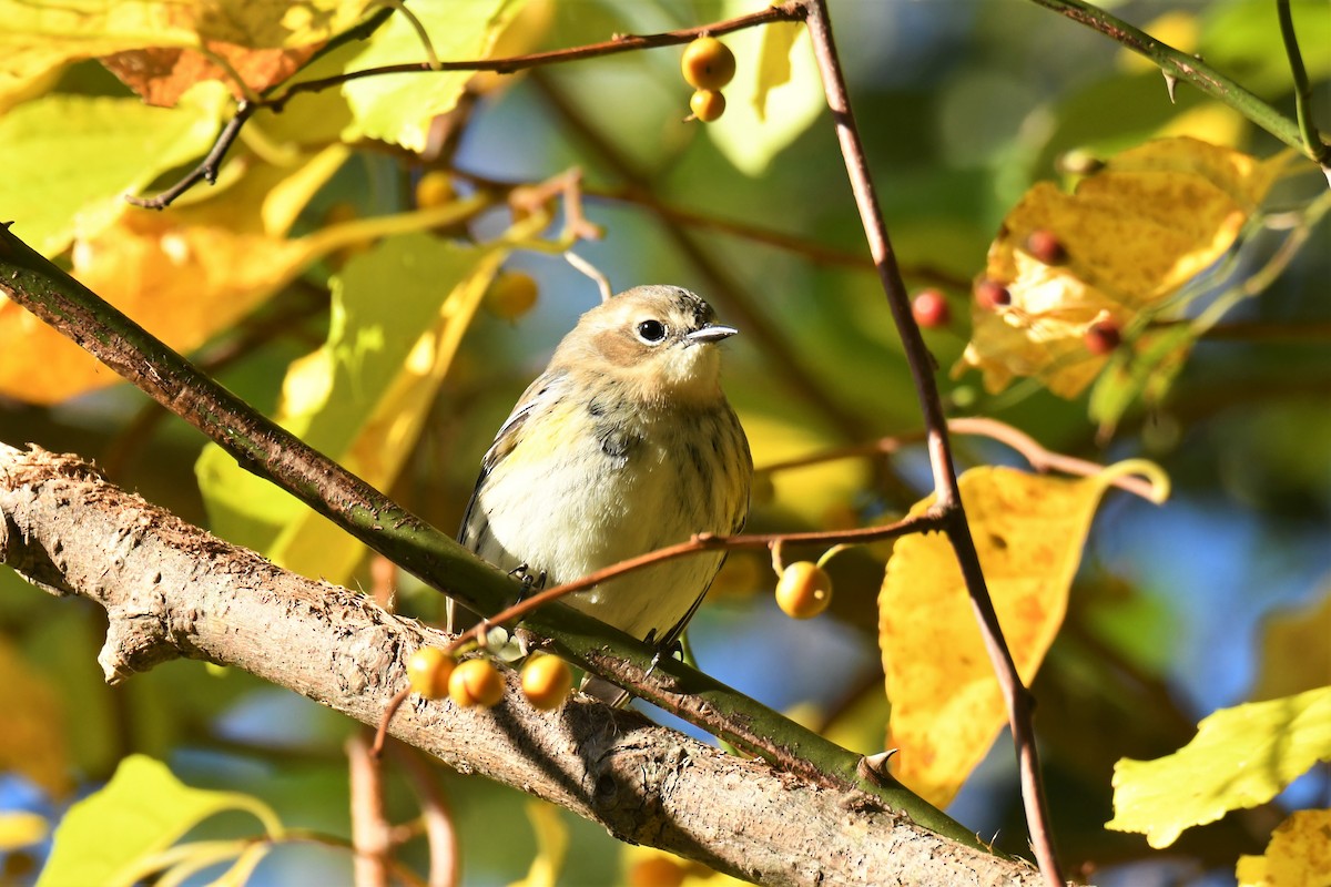 Yellow-rumped Warbler (Myrtle) - ML269351181