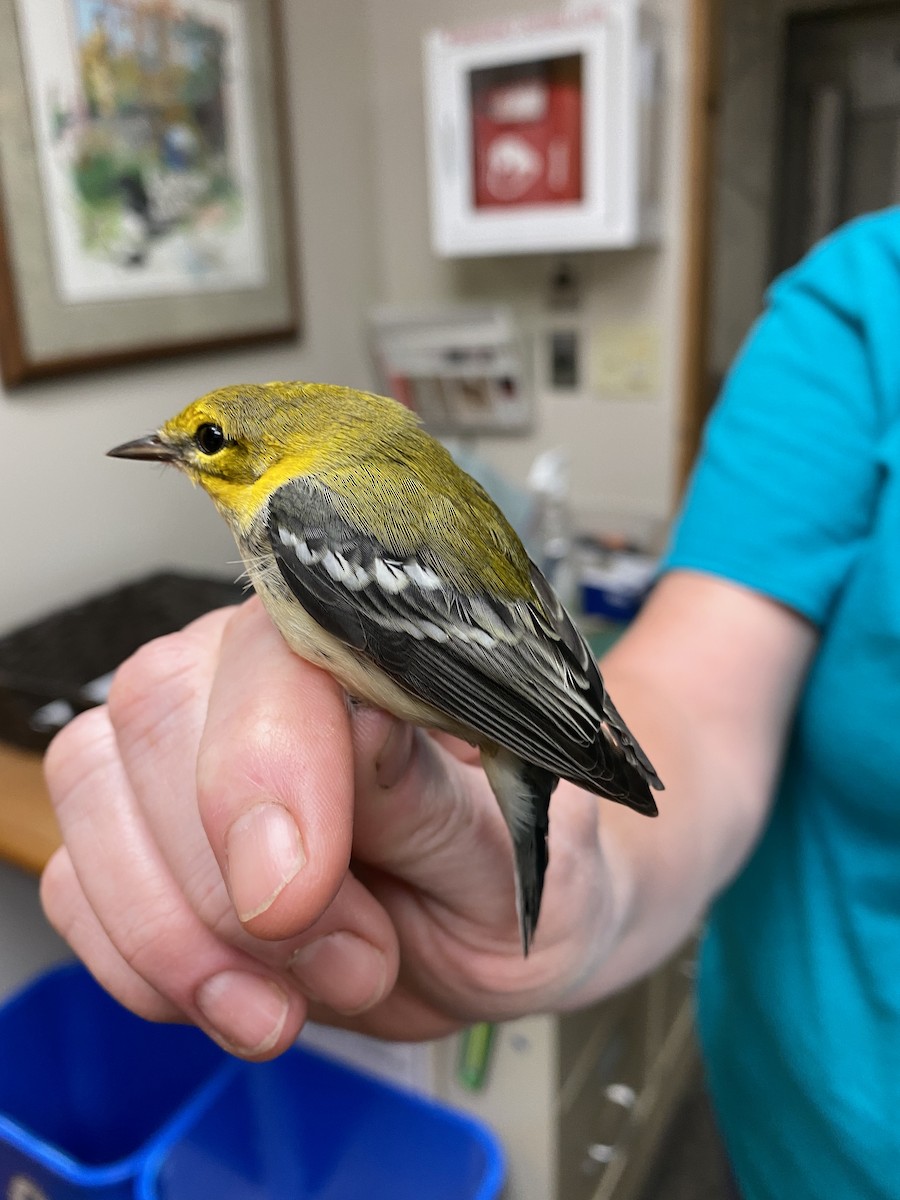 Black-throated Green Warbler - Quarry Hill Nature Center