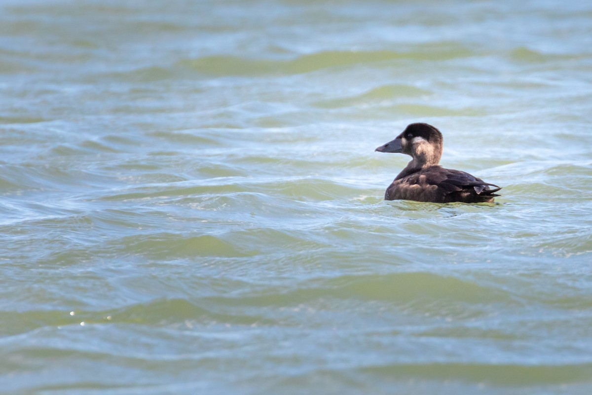 eBird Checklist - 8 Oct 2020 - Rondeau Provincial Park (general ...