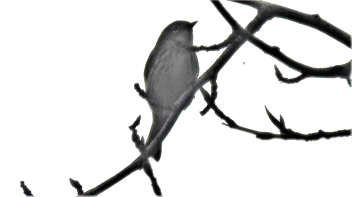 Yellow-rumped Warbler (Myrtle) - ML269357081