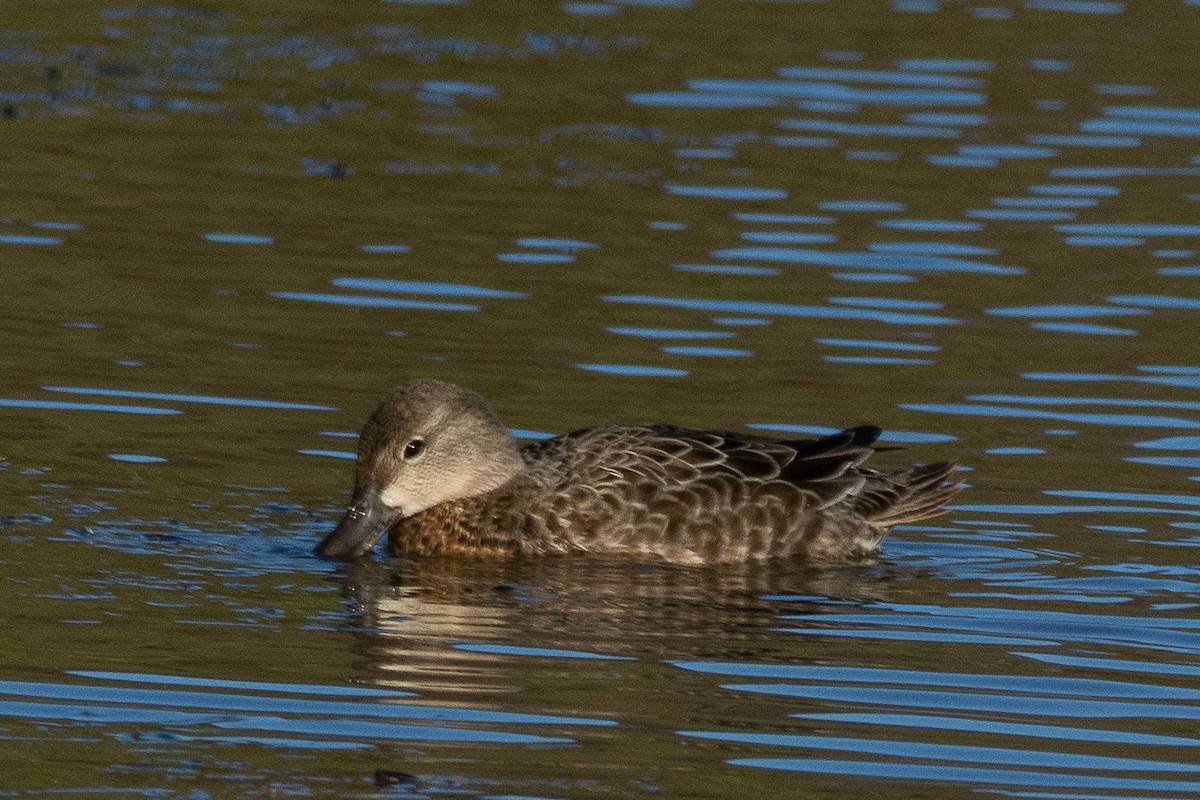 Blue-winged Teal - Greg Power