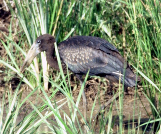 African Openbill - johnny powell