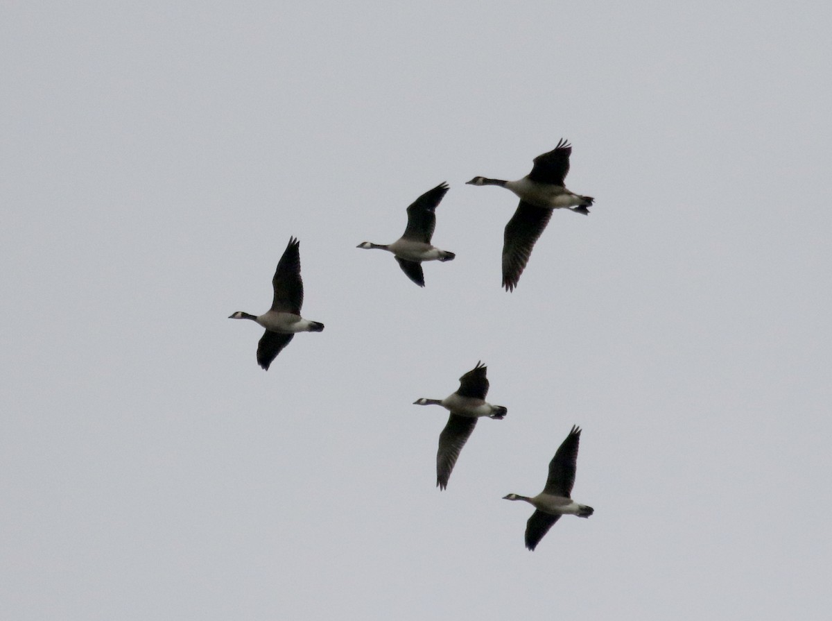 Cackling Goose (Richardson's) - ML269370461