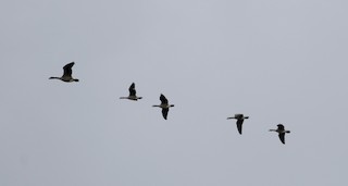 Cackling Goose (Richardson's), ML269370661