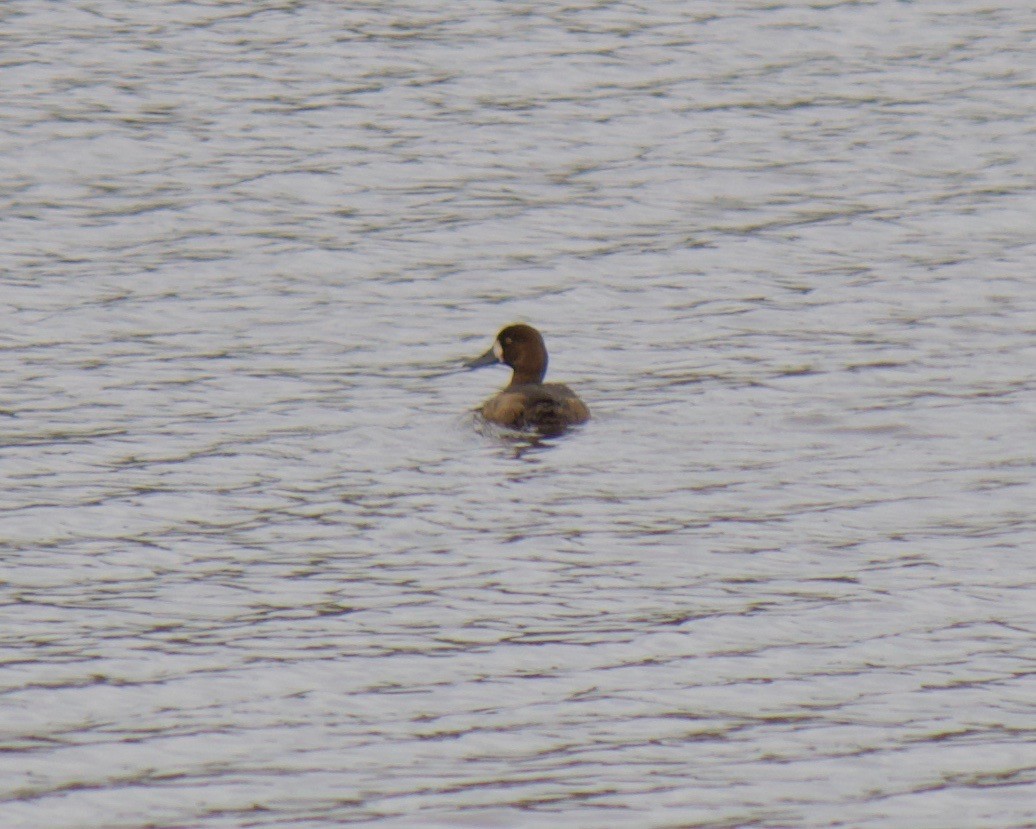 Greater Scaup - ML269372891
