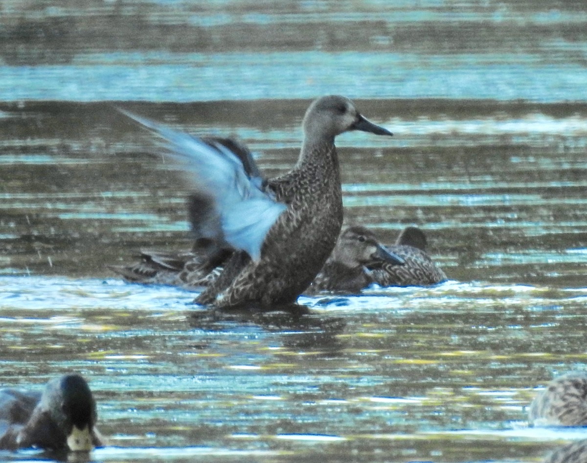 Blue-winged Teal - ML269373441