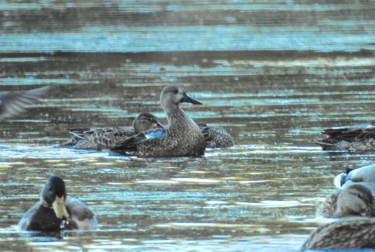 Blue-winged Teal - ML269373471