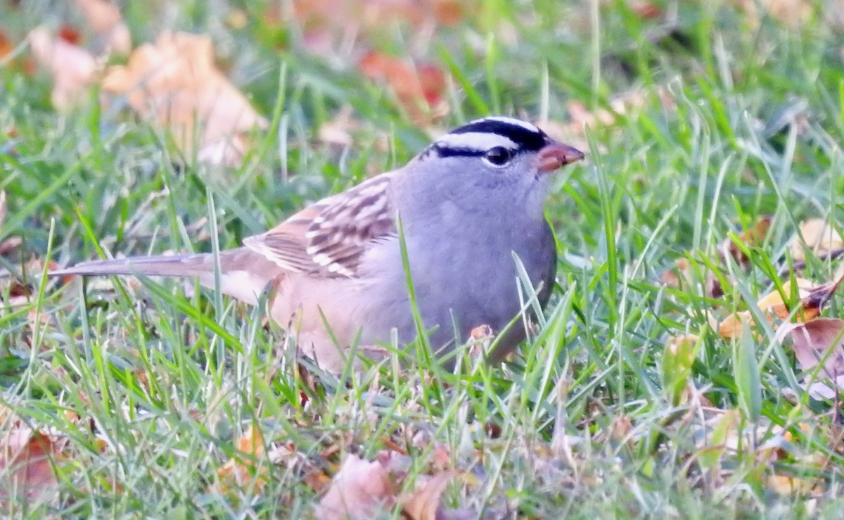 White-crowned Sparrow - ML269373521