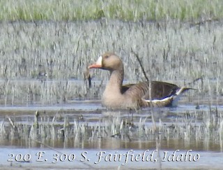 Greater White-fronted Goose, ML26937721