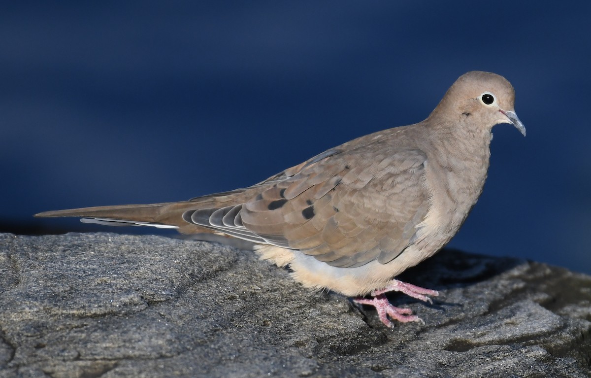 Mourning Dove - Tim Healy
