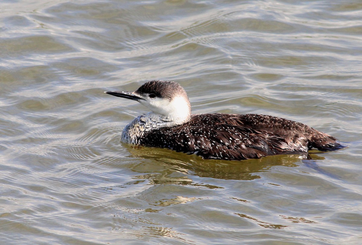Red-throated Loon - ML26938801