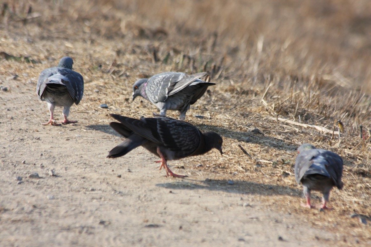 Rock Pigeon (Feral Pigeon) - ML269389211