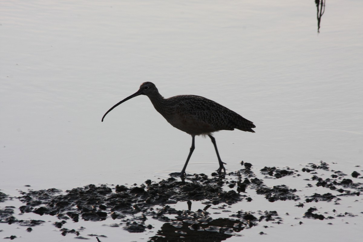 Long-billed Curlew - ML269389691