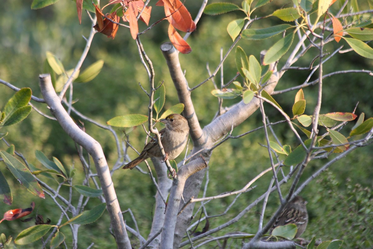 Golden-crowned Sparrow - ML269393891