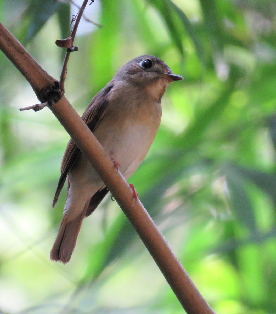 Brown-breasted Flycatcher - Santharam V