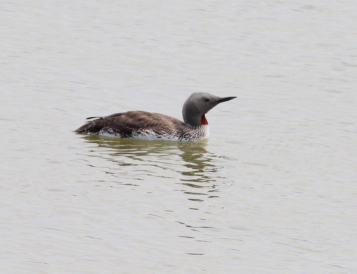 Red-throated Loon - ML26940691