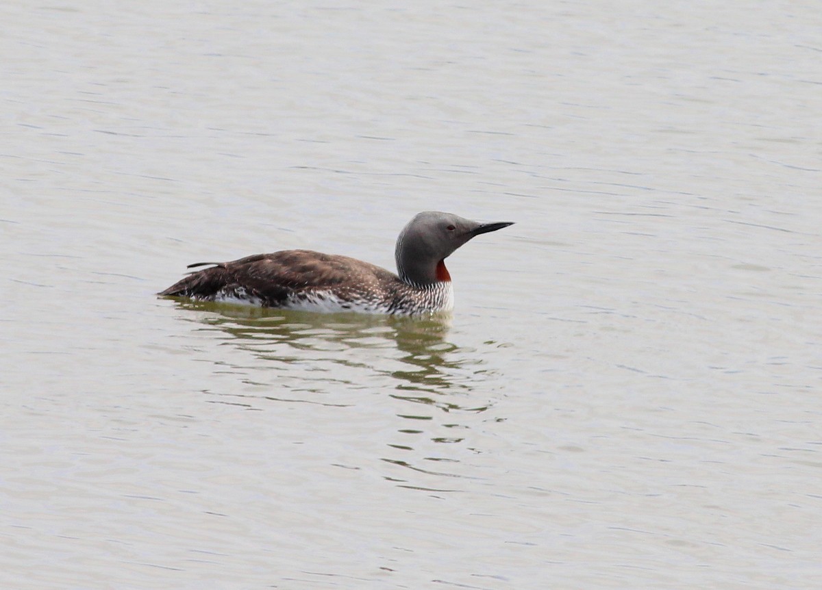 Red-throated Loon - ML26940731