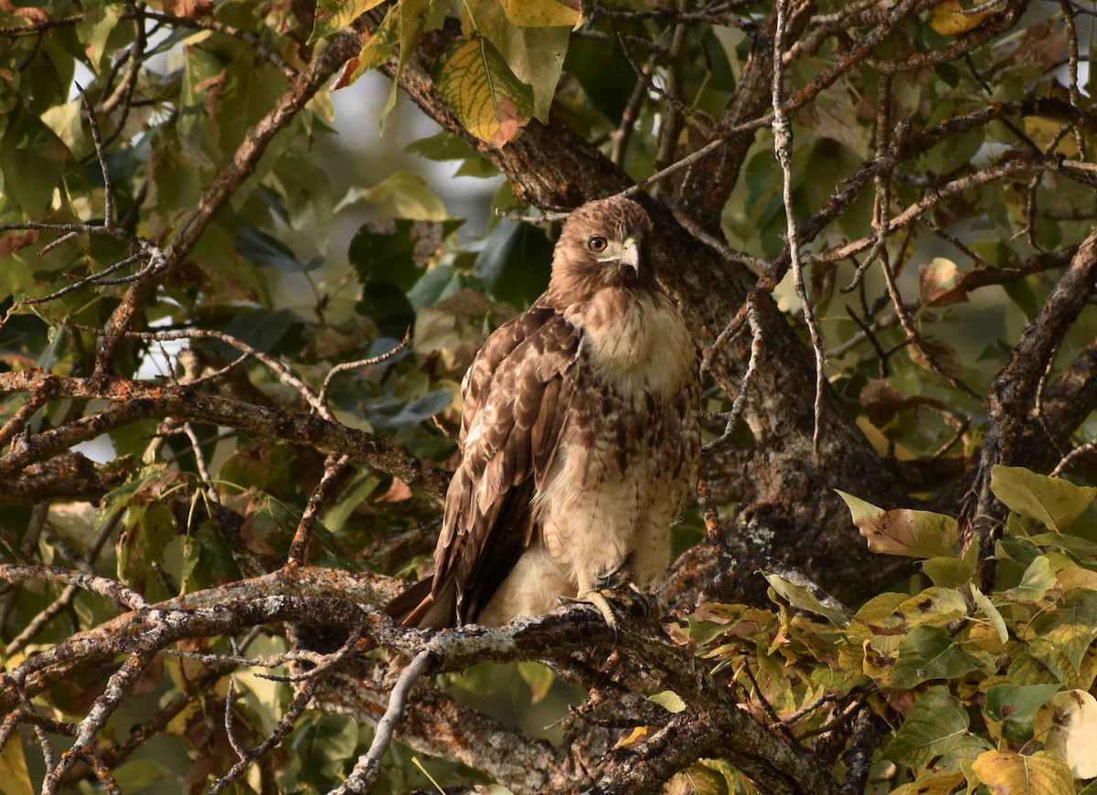 Red-tailed Hawk - ML269408041