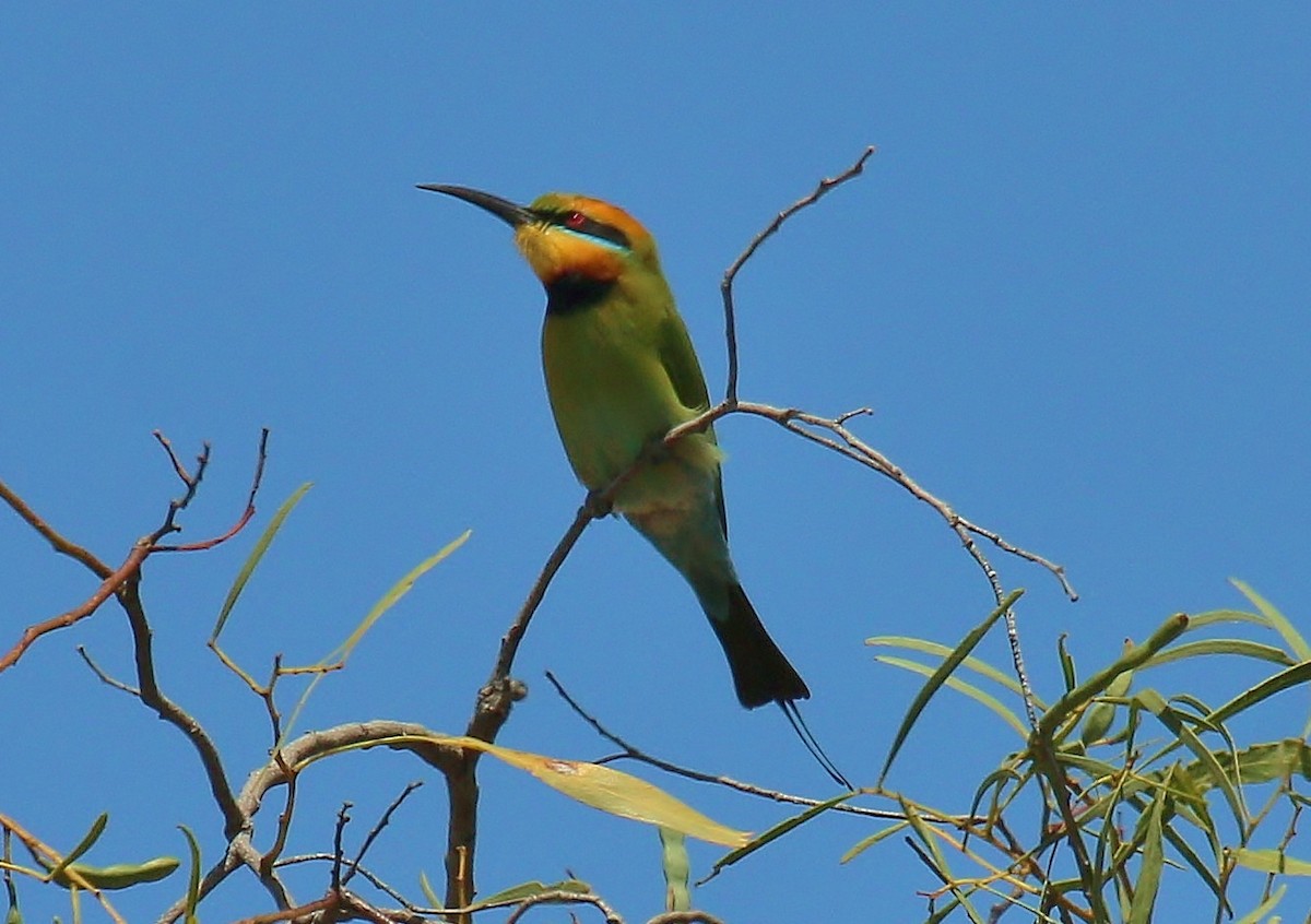 Rainbow Bee-eater - ML269416041