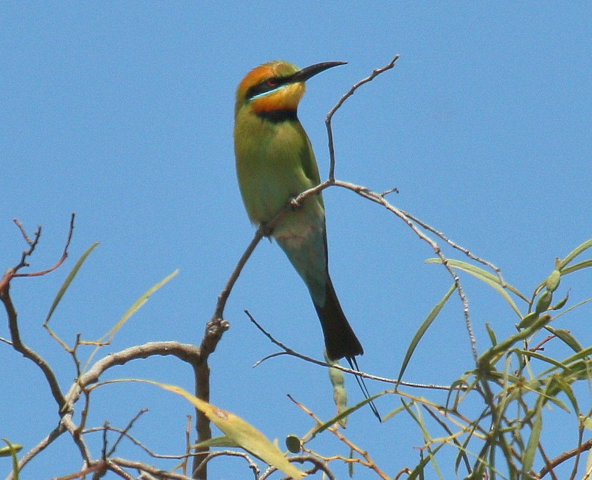 Rainbow Bee-eater - Katherine Clark