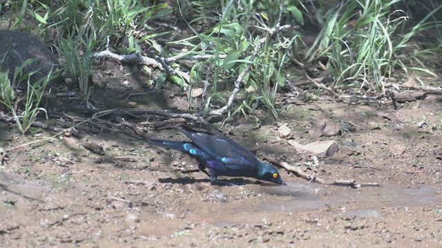 Greater Blue-eared Starling - ML269419041