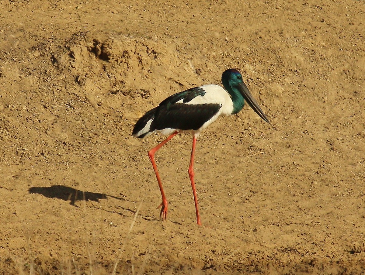 Black-necked Stork - ML269420431
