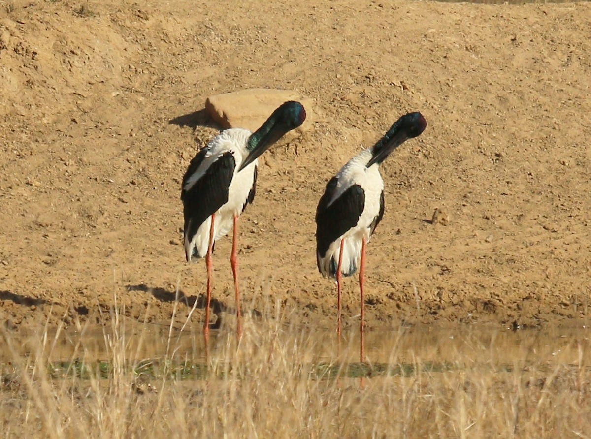 Black-necked Stork - ML269420451