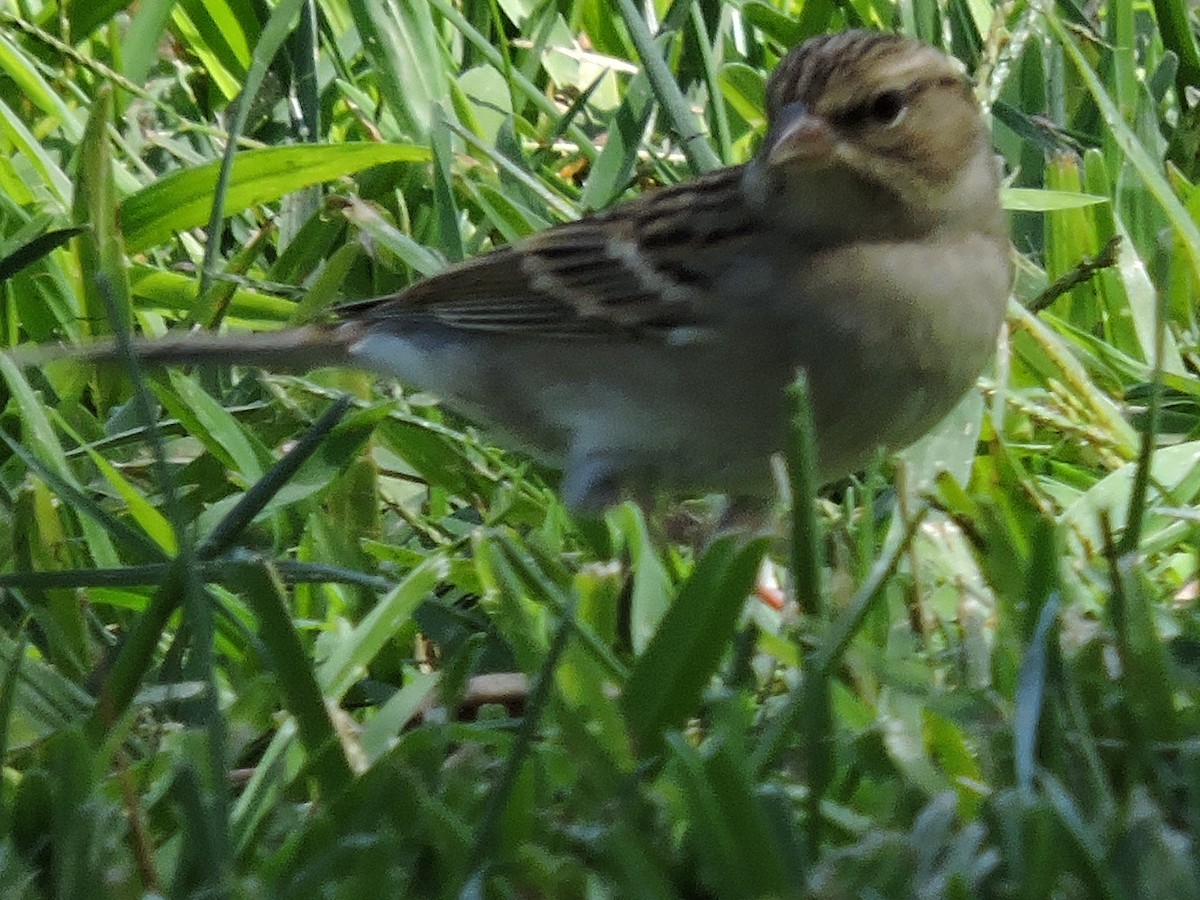 Chipping Sparrow - ML269423061
