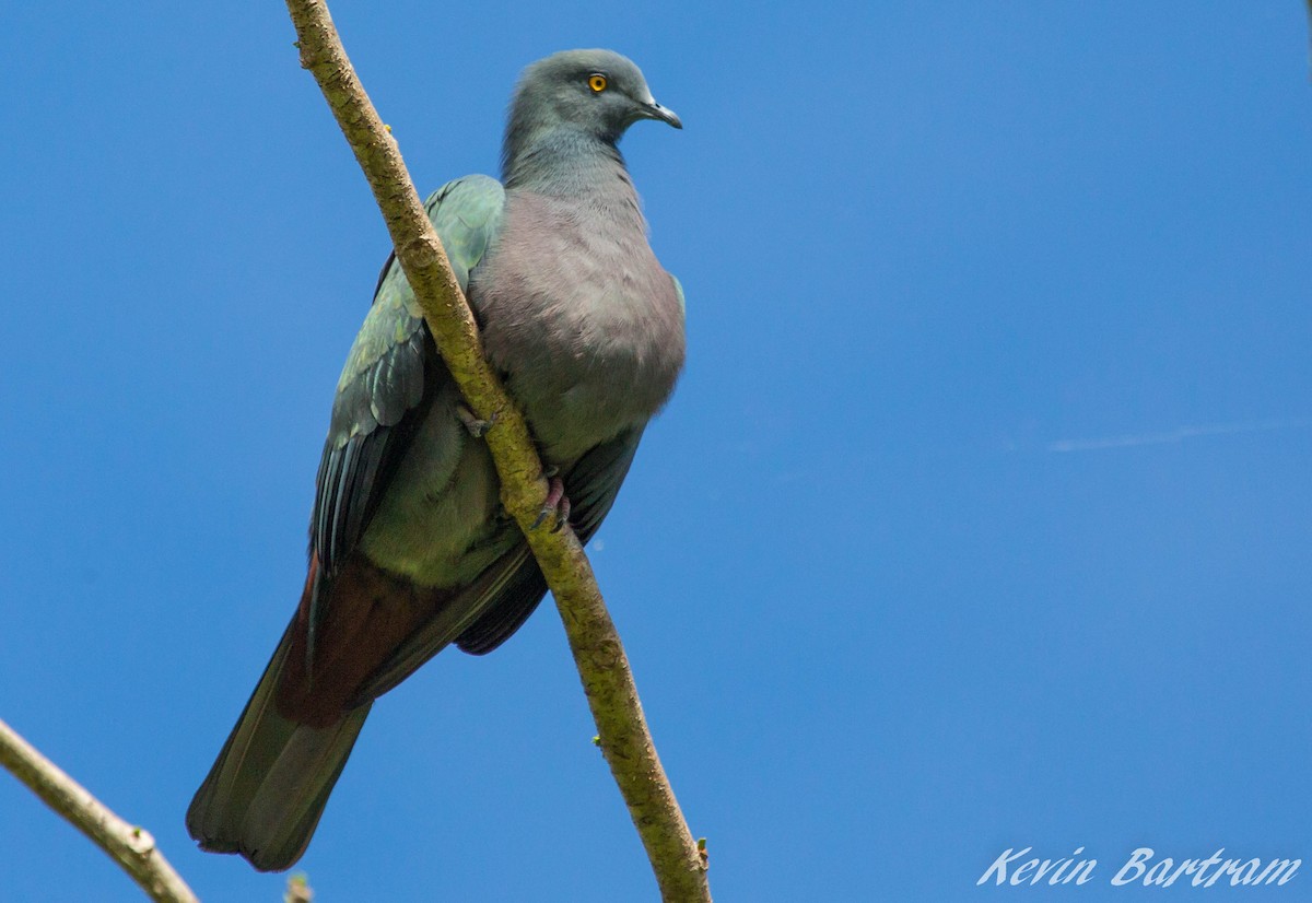 Christmas Island Imperial-Pigeon - Kevin Bartram