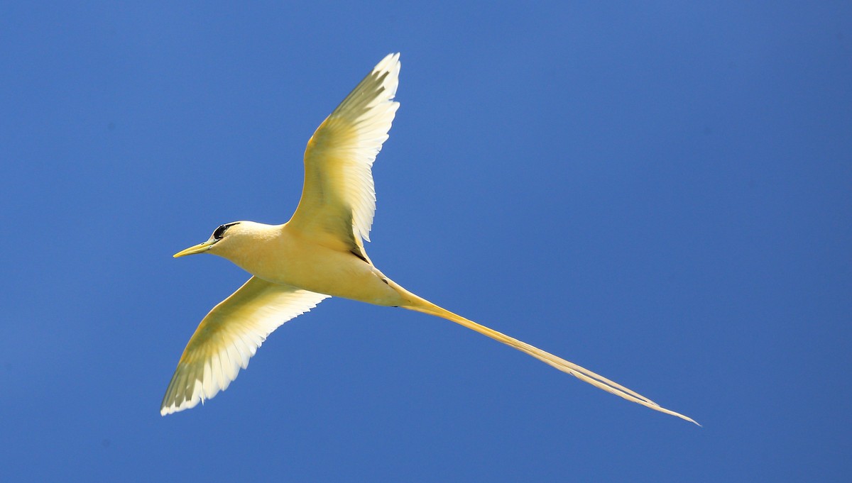 White-tailed Tropicbird (Golden) - ML269424771