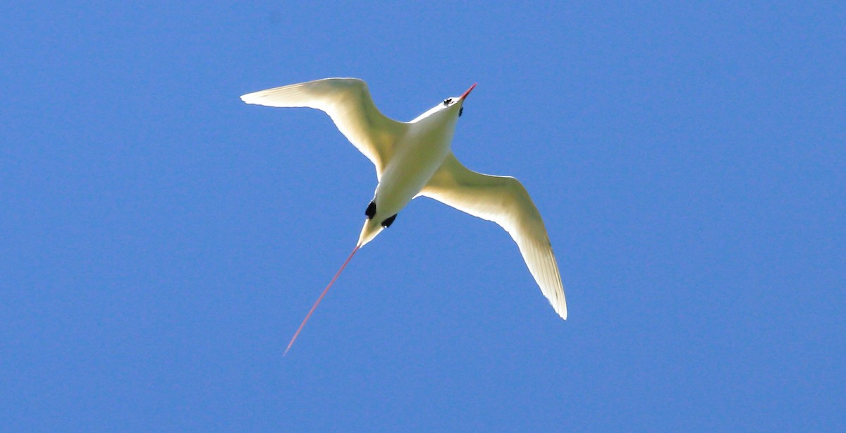 Red-tailed Tropicbird - ML269424791