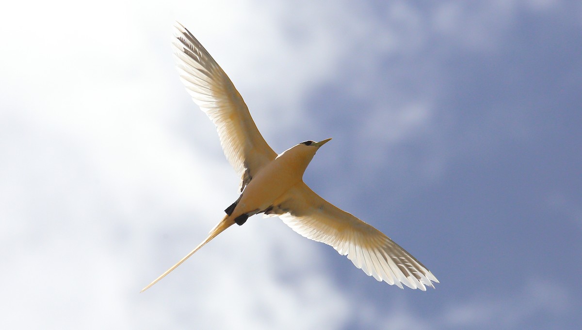 White-tailed Tropicbird (Golden) - Kevin Bartram