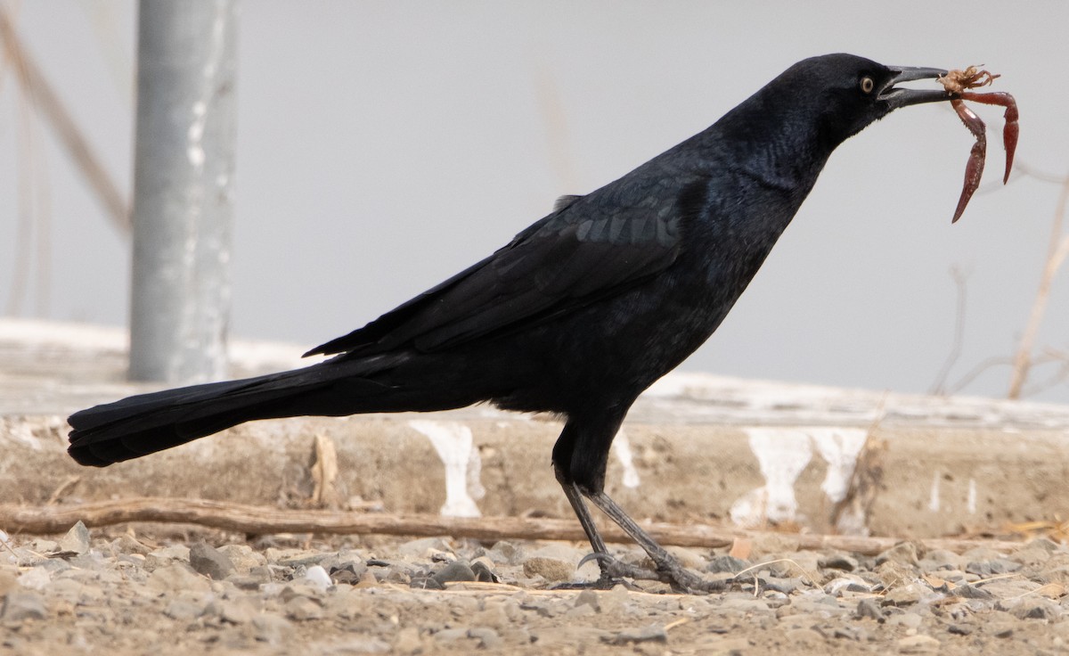 Great-tailed Grackle - ML269425001