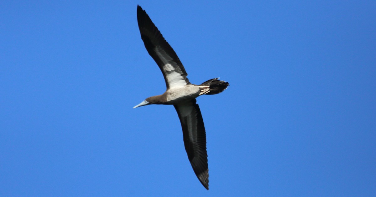 Brown Booby - ML269425051