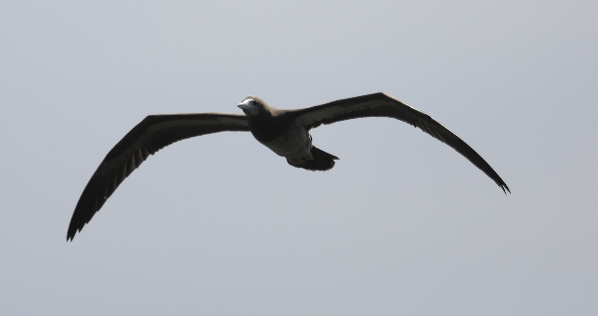 Brown Booby - ML269425061