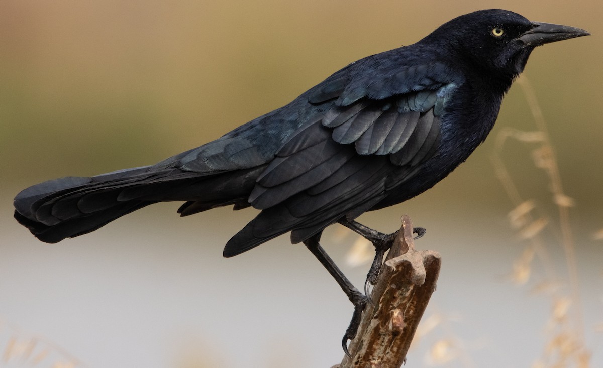 Great-tailed Grackle - ML269425071