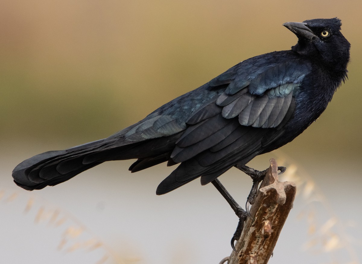 Great-tailed Grackle - ML269425091