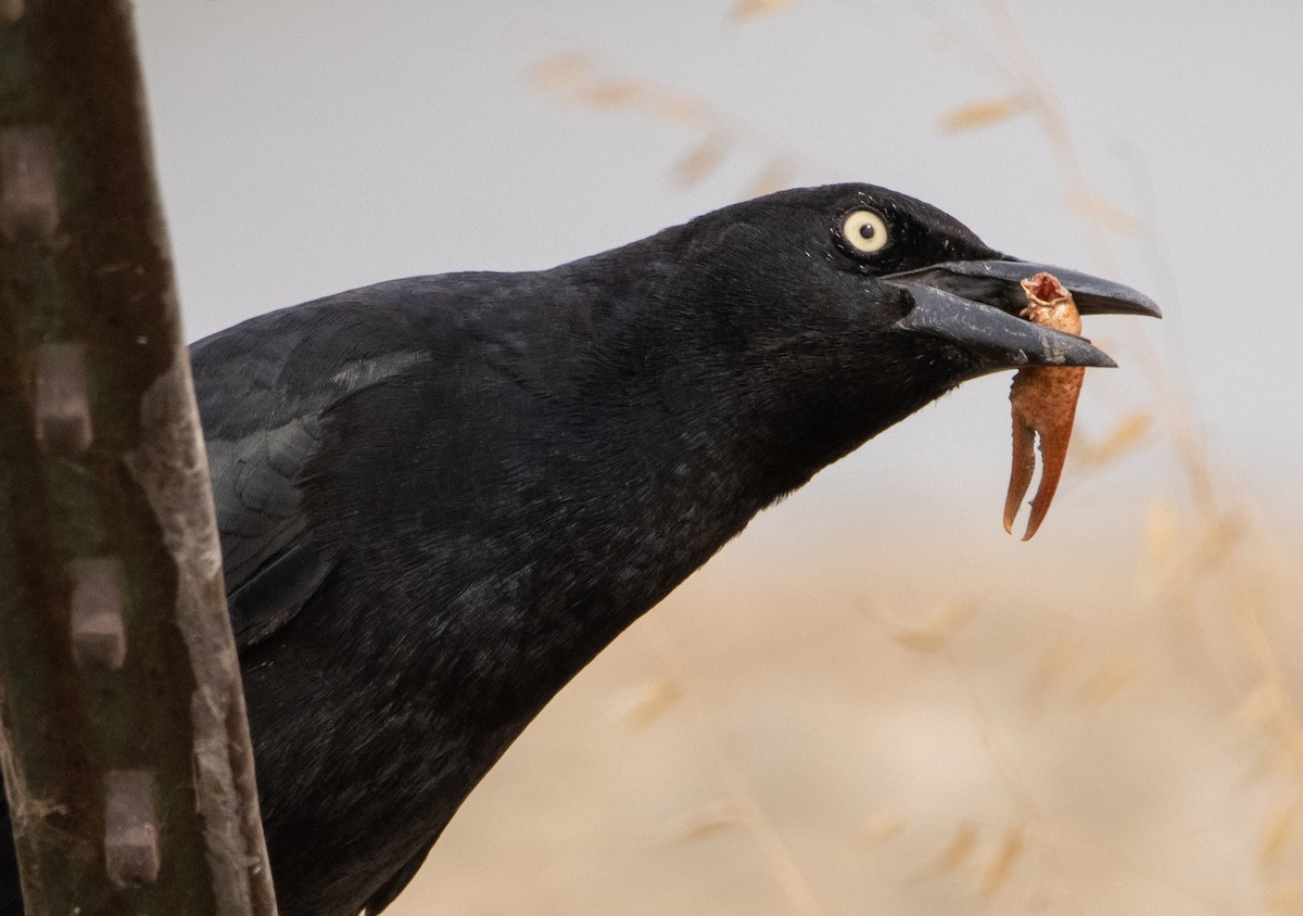 Great-tailed Grackle - ML269425171