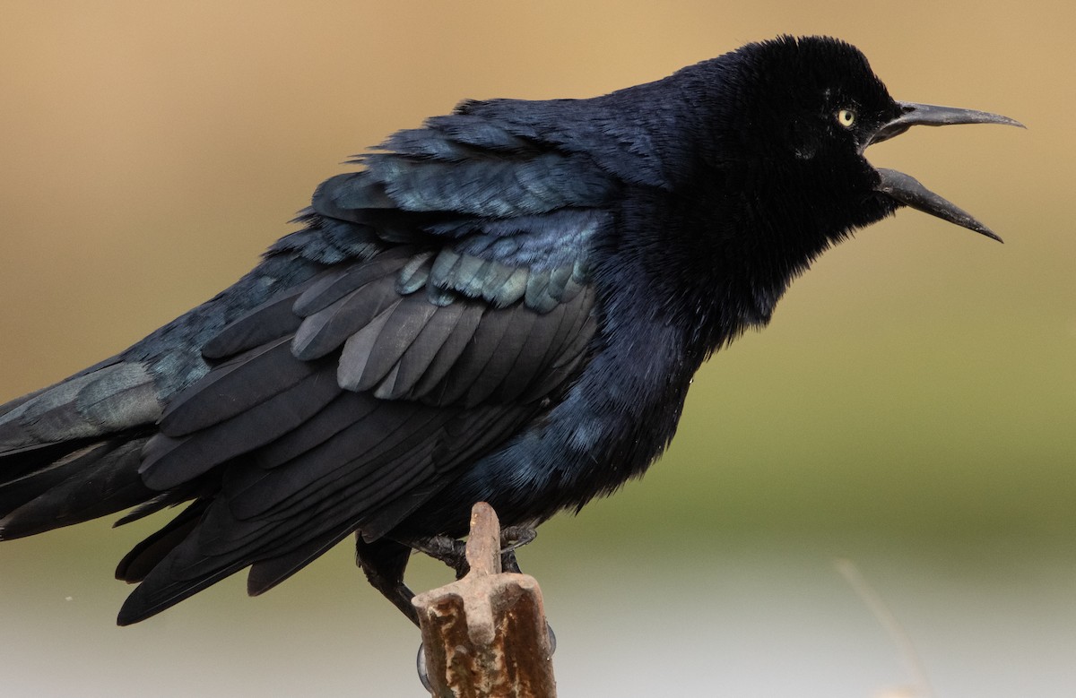Great-tailed Grackle - ML269425181