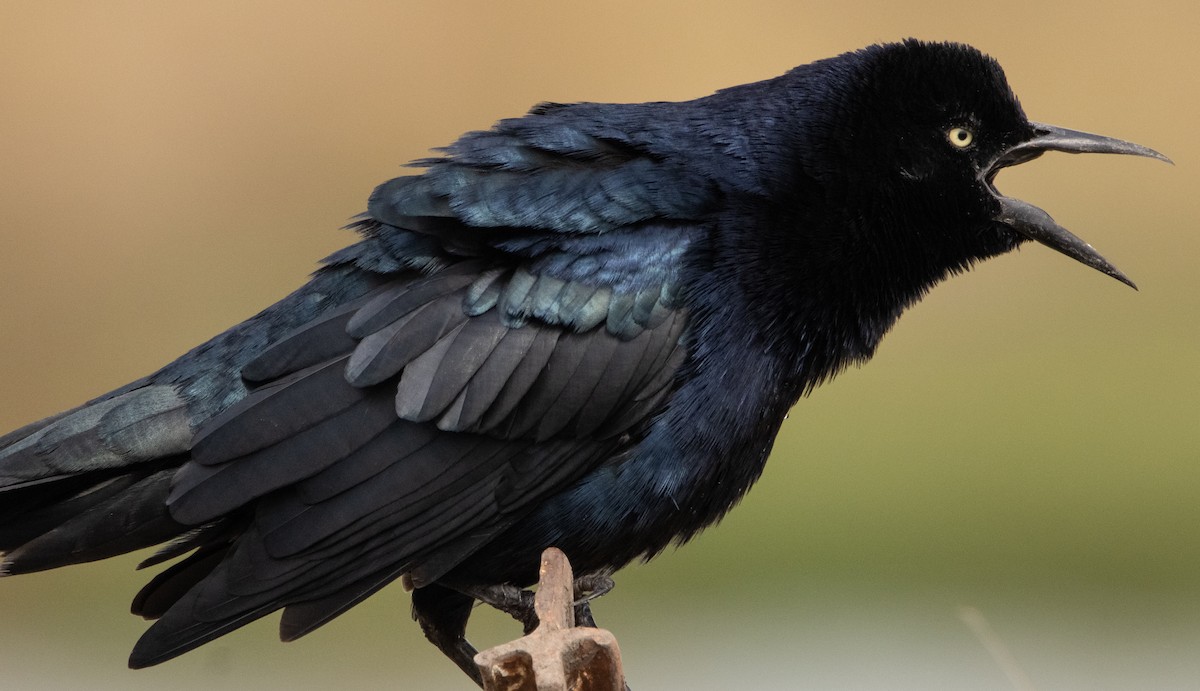 Great-tailed Grackle - ML269425201
