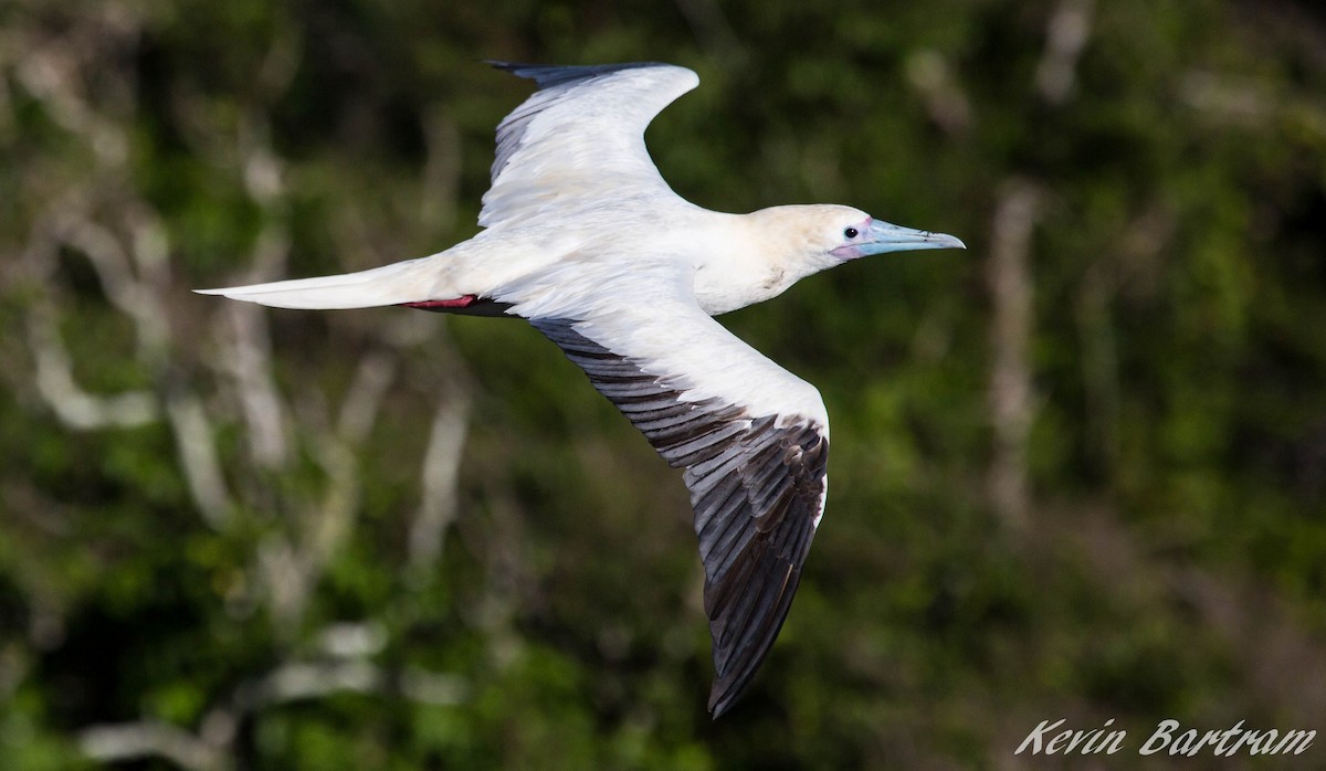 Red-footed Booby - ML269425251