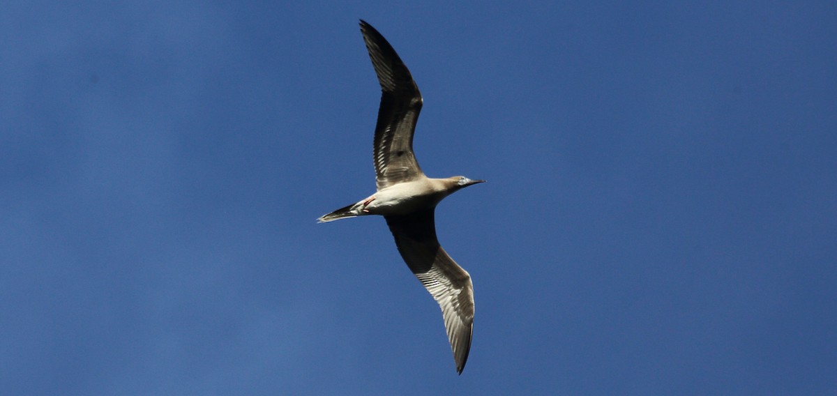 Red-footed Booby - Kevin Bartram