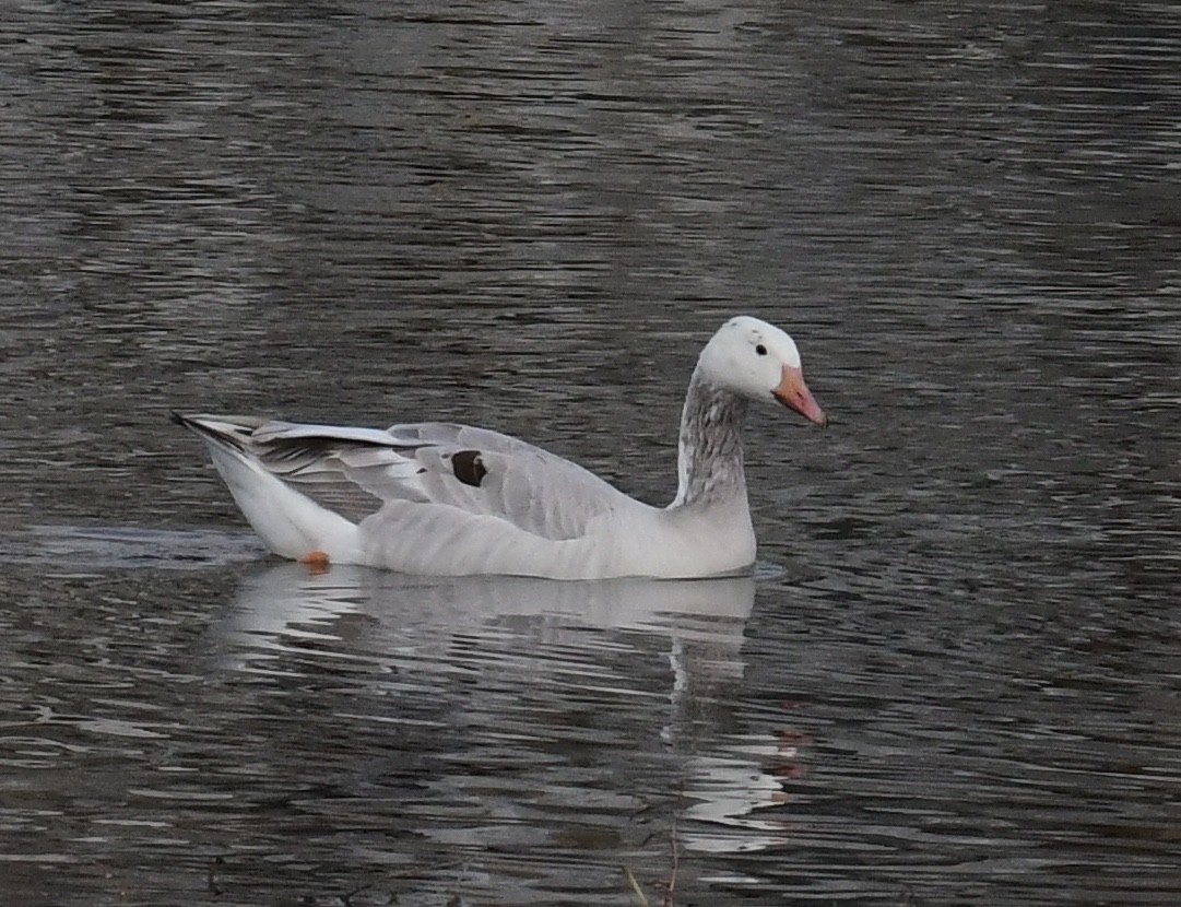 Graylag Goose (Domestic type) - ML269425431