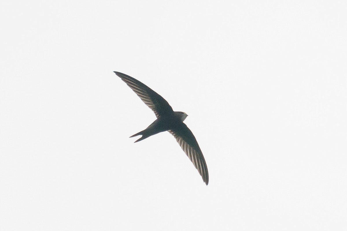Common Swift - Francis Yap