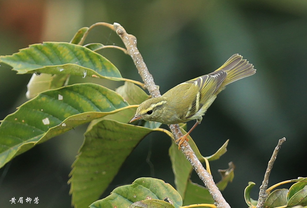 Yellow-browed Warbler - Qiang Zeng