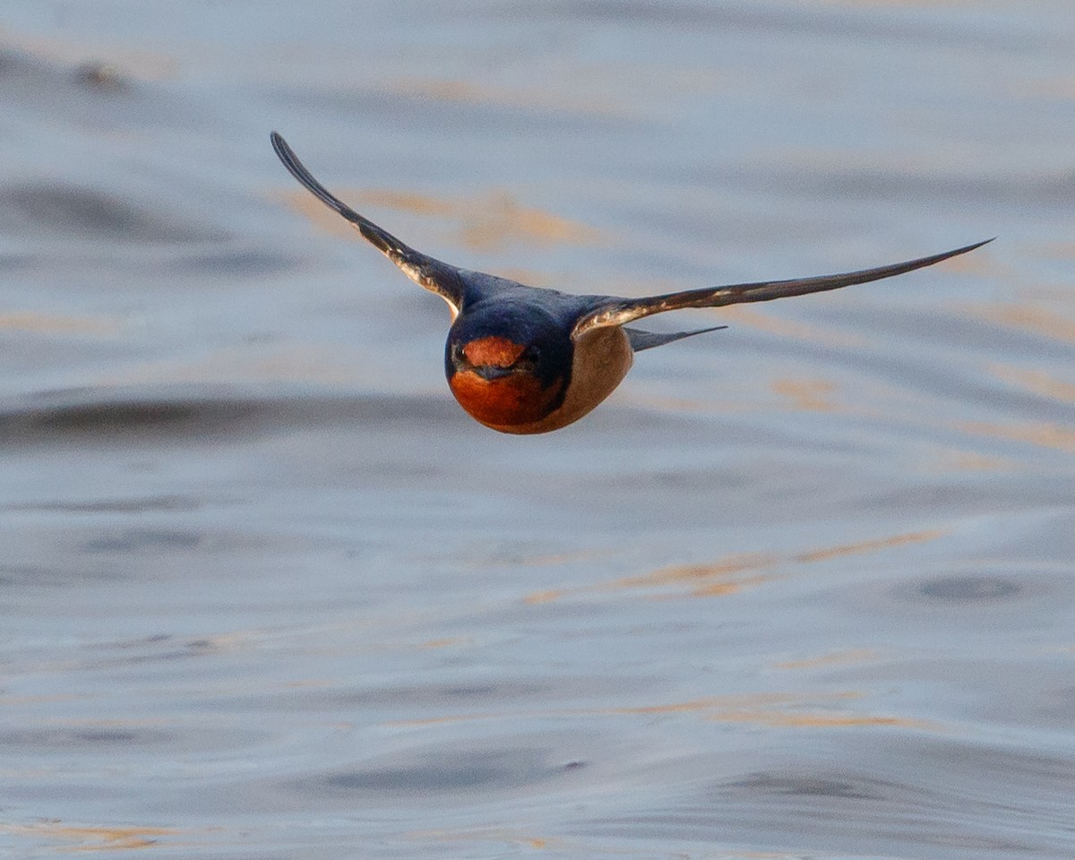 Barn Swallow - Jeff Stacey